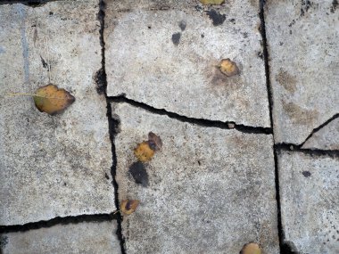 Düşen sonbahar yaprakları engebeli, gri beton kaldırımda