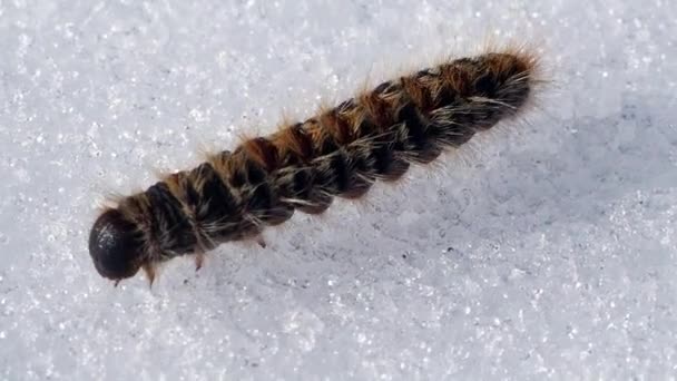 Oruga Procesionaria Pino Thaumetopoea Pityocampa Moviéndose Sobre Nieve Una Montaña — Vídeo de stock