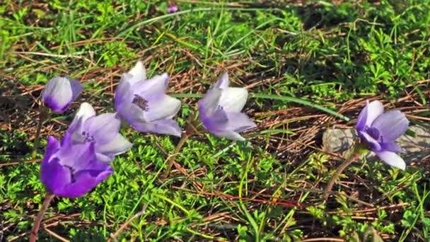 Closeup Anêmonas Coloridas Soprando Vento Monte Hymettus Grécia Fevereiro — Vídeo de Stock