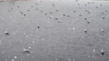 Seagulls swimming on the sea during a snowstorm, near Athens, Greece, in February