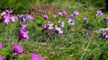 Şubat ayında Yunanistan 'ın Hymettus Dağı' nda rüzgarda esen renkli şakayıkların (Anemone pavomina) kapatılması, ağır çekimde