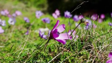 Şubat 'ta Yunanistan' daki Hymettus Dağı 'nda rüzgarda esen renkli şakayıkların (Anemone pavomina) kapatılması