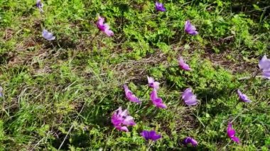 Şubat ayında Yunanistan 'ın Hymettus Dağı' nda rüzgarda esen renkli şakayıkların (Anemone pavomina) kapatılması, ağır çekimde
