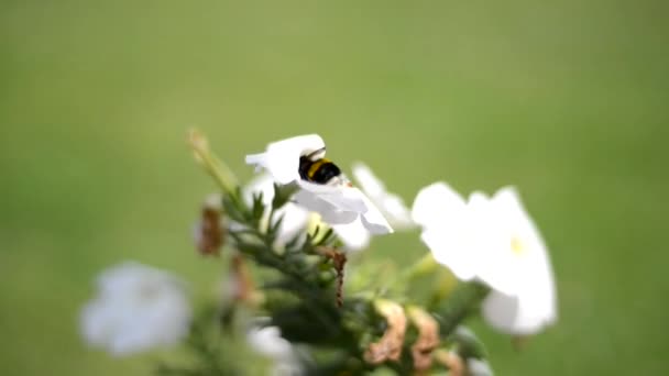 Бджола на квітці — стокове відео