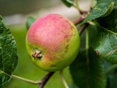 Bir daldaki yeşil elmalar hasat edilmeye hazır, açık havada, seçici bir odak