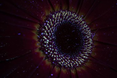 Ultraviyole ışıkta şaşırtıcı mavi gerbera.