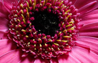 İnanılmaz pembe gerbera. Makro görünüm.