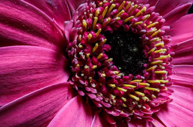 İnanılmaz pembe gerbera. Makro görünüm.