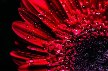 İnanılmaz kırmızı gerbera. Makro görünüm.