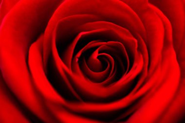 Kırmızı bir gülün makro görüntüsü.