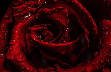 Kırmızı bir gülün makro görüntüsü.