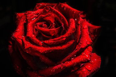 Kırmızı bir gülün makro görüntüsü.