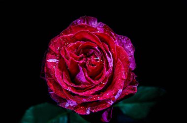 Kırmızı bir gülün makro görüntüsü.