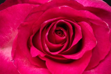 Kırmızı bir gülün makro görüntüsü.