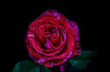 Kırmızı bir gülün makro görüntüsü.