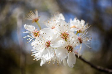 Elma çiçeği, bahçede elma ağacı.