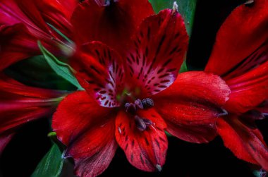 Perulu Lily Alstromeria bitkisinin kırmızı çiçekleri