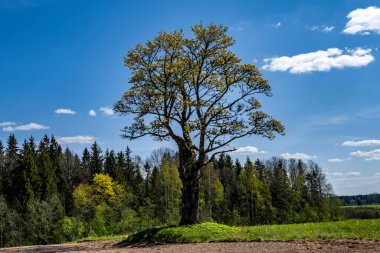 Yeşil çimenler, çayırlar ve ormanlarla dolu güzel bir kırsal alan. İlkbaharda harika bir hava.