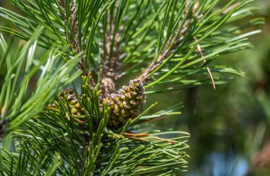 Çam dalı. Kozalak, kozalak ağacı, doğa.,