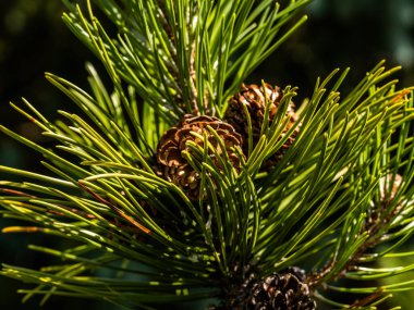 Çam dalı. Kozalak, kozalak ağacı, doğa.,