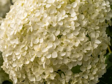 Muhteşem çiçek açan beyaz ortanca ağaçevi, genellikle pürüzsüz ortanca olarak bilinir, bahçedeki vahşi ortanca. Öğleden Sonra Güneş Işığında Beyaz Ortanca Çiçeklerinin Kapanışı.