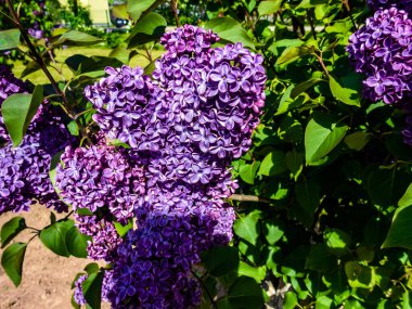 Çiçek açan leylağın bahar dalı