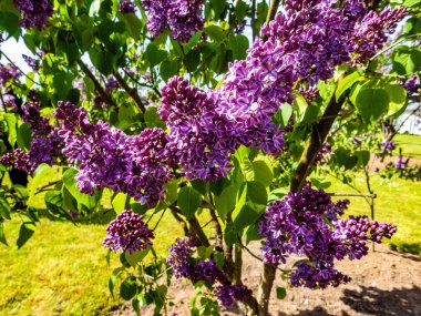 Çiçek açan leylağın bahar dalı