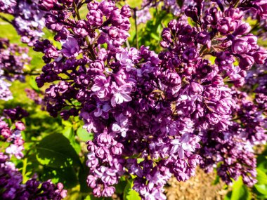 Çiçek açan leylağın bahar dalı