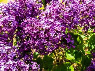 Çiçek açan leylağın bahar dalı