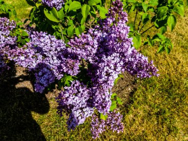 Çiçek açan leylağın bahar dalı