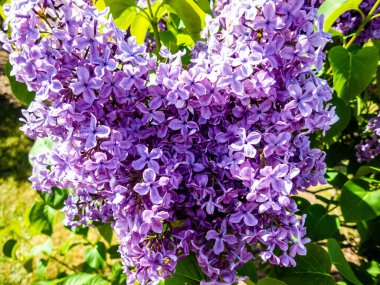 Çiçek açan leylağın bahar dalı