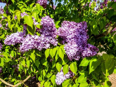 Çiçek açan leylağın bahar dalı