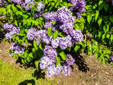 Çiçek açan leylağın bahar dalı