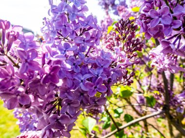 Çiçek açan leylağın bahar dalı