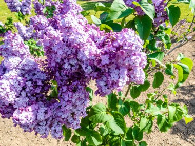 Çiçek açan leylağın bahar dalı