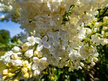 Çiçek açan leylağın bahar dalı