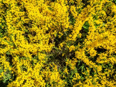 Çiçek açan leylağın bahar dalı