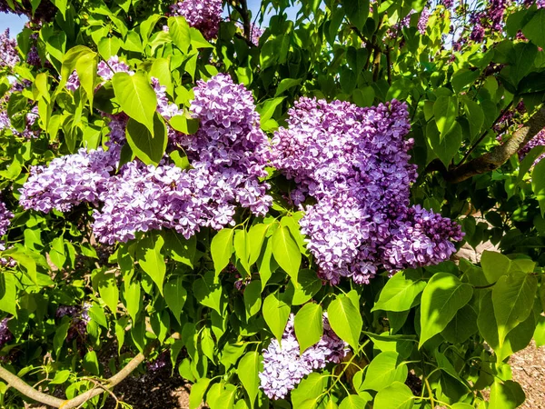 Çiçek açan leylağın bahar dalı