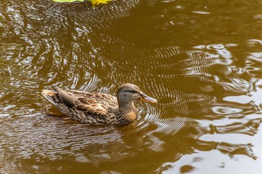 Parktaki göldeki ördekler. Vahşi ördekler göle yansıyor. Çok renkli kuş tüyleri var. Ördekler ve drenler olan bir gölet. Suyun yüzeyindeki ördek yemi. Ördekler suda yemek yer.
