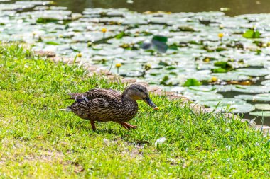 Parktaki göldeki ördekler. Vahşi ördekler göle yansıyor. Çok renkli kuş tüyleri var. Ördekler ve drenler olan bir gölet. Suyun yüzeyindeki ördek yemi. Ördekler suda yemek yer.