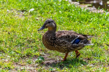 Parktaki göldeki ördekler. Vahşi ördekler göle yansıyor. Çok renkli kuş tüyleri var. Ördekler ve drenler olan bir gölet. Suyun yüzeyindeki ördek yemi. Ördekler suda yemek yer.