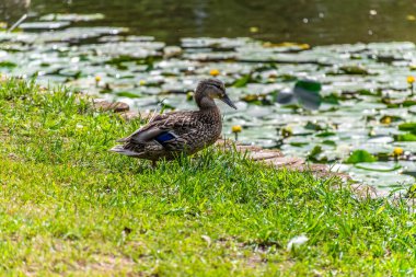 Parktaki göldeki ördekler. Vahşi ördekler göle yansıyor. Çok renkli kuş tüyleri var. Ördekler ve drenler olan bir gölet. Suyun yüzeyindeki ördek yemi. Ördekler suda yemek yer.