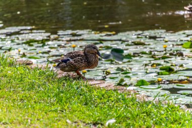 Parktaki göldeki ördekler. Vahşi ördekler göle yansıyor. Çok renkli kuş tüyleri var. Ördekler ve drenler olan bir gölet. Suyun yüzeyindeki ördek yemi. Ördekler suda yemek yer.