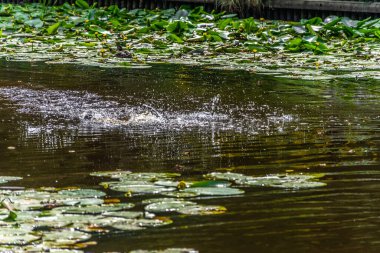 Parktaki göldeki ördekler. Vahşi ördekler göle yansıyor. Çok renkli kuş tüyleri var. Ördekler ve drenler olan bir gölet. Suyun yüzeyindeki ördek yemi. Ördekler suda yemek yer.