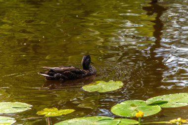 Parktaki göldeki ördekler. Vahşi ördekler göle yansıyor. Çok renkli kuş tüyleri var. Ördekler ve drenler olan bir gölet. Suyun yüzeyindeki ördek yemi. Ördekler suda yemek yer.