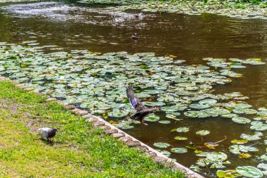 Parktaki göldeki ördekler. Vahşi ördekler göle yansıyor. Çok renkli kuş tüyleri var. Ördekler ve drenler olan bir gölet. Suyun yüzeyindeki ördek yemi. Ördekler suda yemek yer.