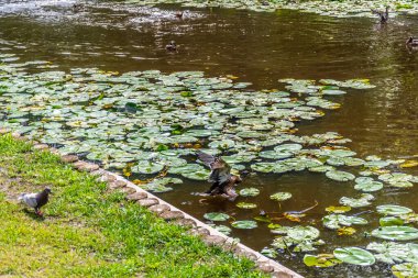 Parktaki göldeki ördekler. Vahşi ördekler göle yansıyor. Çok renkli kuş tüyleri var. Ördekler ve drenler olan bir gölet. Suyun yüzeyindeki ördek yemi. Ördekler suda yemek yer.