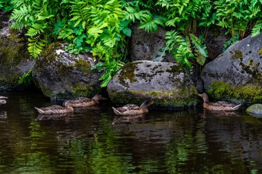 Parktaki göldeki ördekler. Vahşi ördekler göle yansıyor. Çok renkli kuş tüyleri var. Ördekler ve drenler olan bir gölet. Suyun yüzeyindeki ördek yemi. Ördekler suda yemek yer.