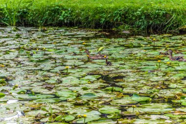 Parktaki göldeki ördekler. Vahşi ördekler göle yansıyor. Çok renkli kuş tüyleri var. Ördekler ve drenler olan bir gölet. Suyun yüzeyindeki ördek yemi. Ördekler suda yemek yer.