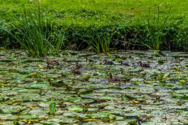 Parktaki göldeki ördekler. Vahşi ördekler göle yansıyor. Çok renkli kuş tüyleri var. Ördekler ve drenler olan bir gölet. Suyun yüzeyindeki ördek yemi. Ördekler suda yemek yer.